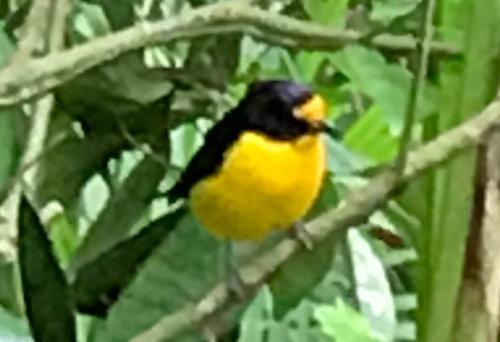 a yellow and black bird sitting on a tree branch at Pousada das Gêmeas in Ilha do Mel