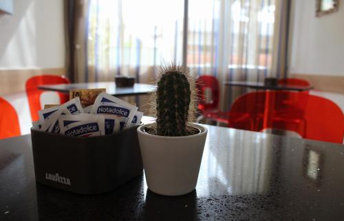 a cactus and a container on a table at Hotel Adigrat in Riccione