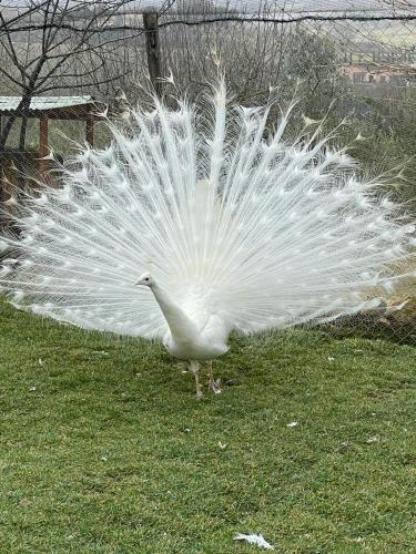 a white peacock with its wings out in the grass at La Limonaia Country House in Monteriggioni
