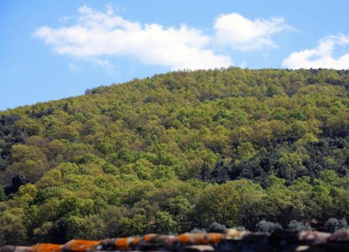 a hill covered in trees in the distance at Masseria Procacci in Ischitella