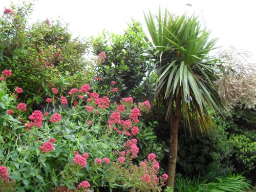 a garden with pink flowers and a palm tree at The Garden Flat in Hunstanton