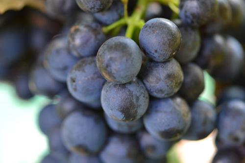 a bunch of grapes hanging on a vine at Pension Schweigkofler in Tirolo