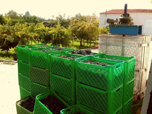 a group of green crates filled with dirt at Linhal das Meias - São José das Matas in São José