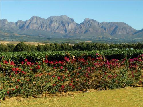 a field of flowers with mountains in the background at Cana Vineyard Guesthouse in Paarl