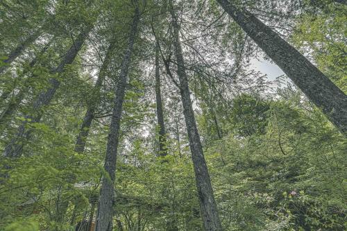 a group of trees in a wooded area at River Breeze Chalet - Meredith Lodging in Rhododendron