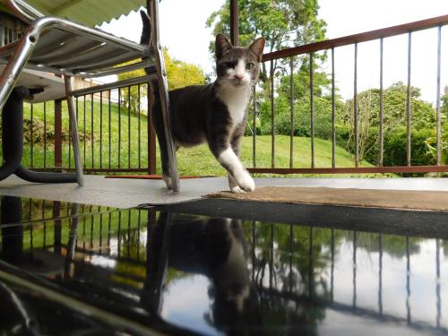 a black and white cat standing on a porch at Casa Campo alojamiento campestre para descanso en Calarcá Quindío in Potosí