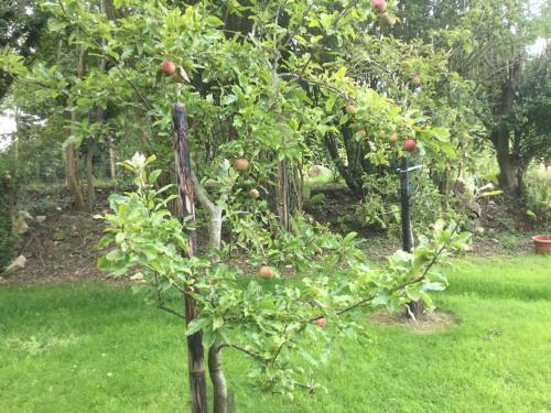 an apple tree with apples on it in a garden at An Bothán-Cosy Cottage in the Cooley Mountains in Dundalk