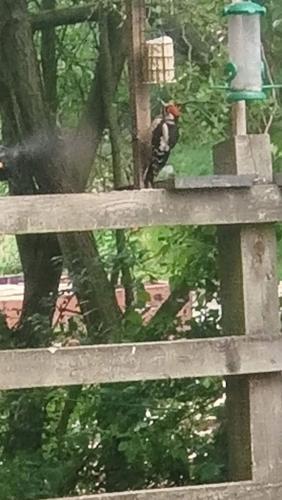 a bird sitting on top of a wooden bench at Whitwell and Reepham Station - Tom in Norwich
