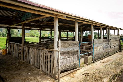a barn with a bunch of cows in it at The Crested Crane Bwindi Hotel in Rugando