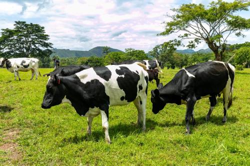a group of cows standing in a field of grass at The Crested Crane Bwindi Hotel in Rugando