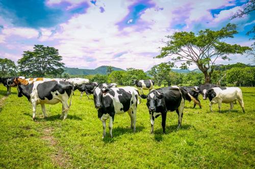 a herd of cows standing in a field of grass at The Crested Crane Bwindi Hotel in Rugando