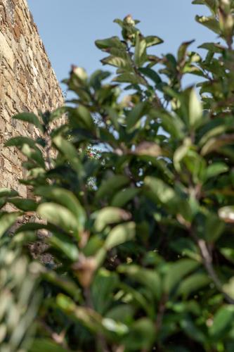 Сад в White Tinos Luxury Suites