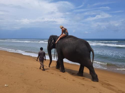 
a man riding on the back of an elephant on a beach at Lavila beach resort in Wadduwa
