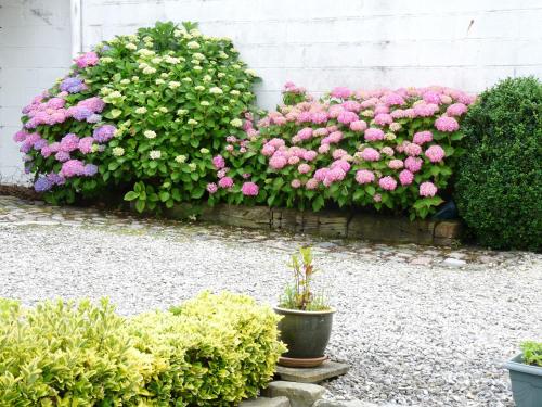 a group of pink and white flowers in a garden at LE CHALET de LA LONGERE in Beuvry-Nord