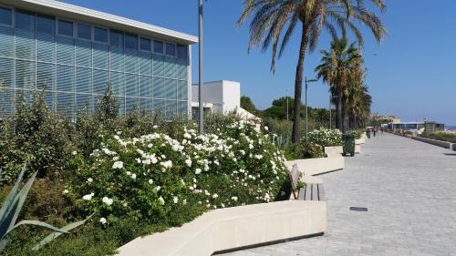 a garden of white flowers in front of a building at savonaamare 2.0 in Savona