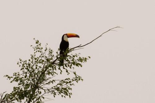 a bird perched on top of a tree branch at Hotel Fazenda Vale da Cachoeira in Serra Negra