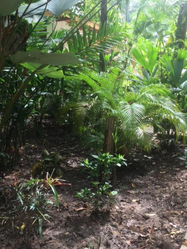 a garden with palm trees and other plants at La Paz del Caribe Adults Only in Puerto Viejo