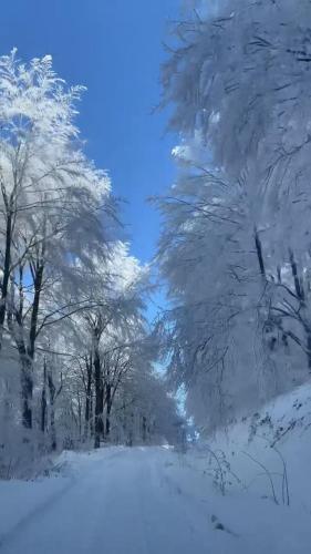 a group of trees covered in snow at Vikend kuca pod lipom in Rudnik Kačerski