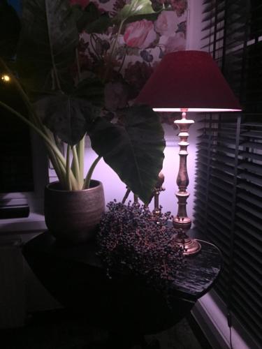 a lamp on a table with a potted plant and a plant at Huyze-peppins in Maldegem