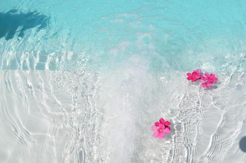 two pink flowers in the water on the beach at Taormina Villa Ibiscus Alcantara in Gaggi