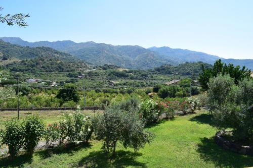 a row of olive trees in a field with mountains in the background at Taormina Villa Ibiscus Alcantara in Gaggi