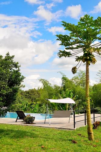 a palm tree and a chair next to a pool at ORIGEN FINCA HOTEL in Quimbaya