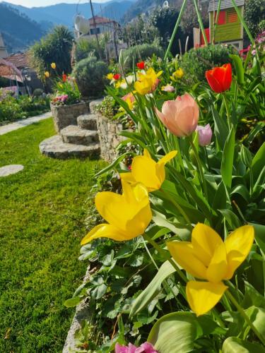 a bunch of flowers in a garden at Casa Vacanze Family in Albisola Superiore