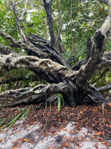 a tree with many branches on the ground at Costa do Sauipe Casa dentro do complexo hoteleiro in Costa do Sauipe