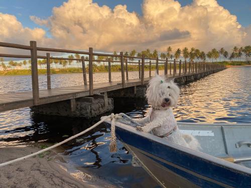 a dog in a boat in the water near a bridge at Costa do Sauipe Casa dentro do complexo hoteleiro in Costa do Sauipe