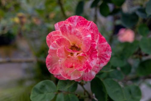 a pink flower in front of some green leaves at Enkarsis Resort Villa in Kitengela 
