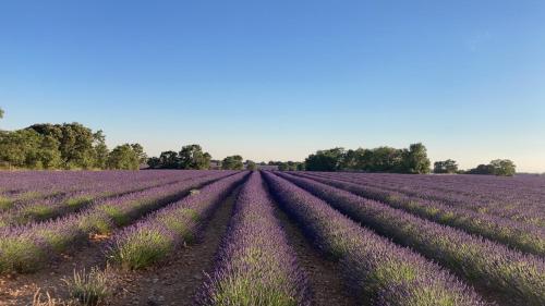 a field of lavender in the provence at Casa Rural El Edén del Ungría in Caspueñas