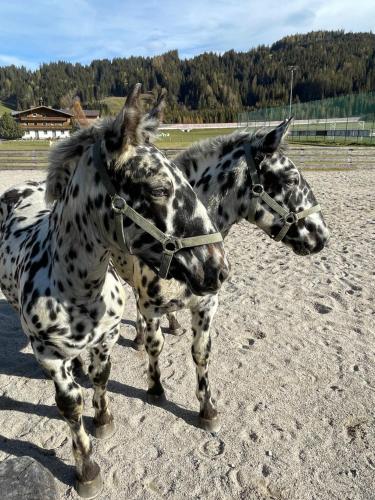 two dalmatian horses standing next to each other at Sieglhub Chalets - Appartements - Hotel in Flachau
