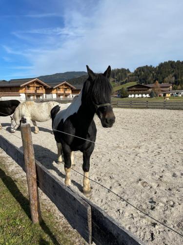 a black horse standing next to a fence at Sieglhub Chalets - Appartements - Hotel in Flachau