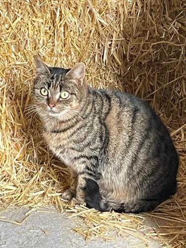 a cat is sitting in a pile of hay at Sieglhub Chalets - Appartements - Hotel in Flachau