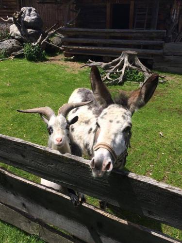 two animals are looking over a wooden fence at Sieglhub Chalets - Appartements - Hotel in Flachau