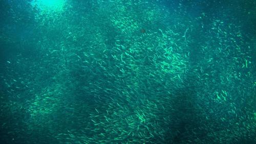 a large group of fish swimming in the water at Marina Village in Moalboal
