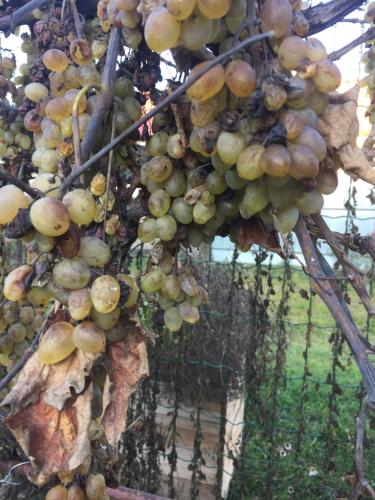 Φωτογραφία από το άλμπουμ του Villa Dolne Saliby σε Dolné Saliby