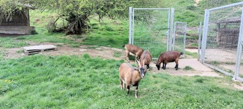 a group of animals standing in the grass at Ferienwohnung/Monteurzimmer auf dem Bauernhof in Mörlenbach