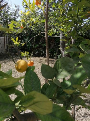 a tree with a bunch of oranges hanging from it at Detached renovated cottage with a garden 3 min walk from the beach in Vrahati