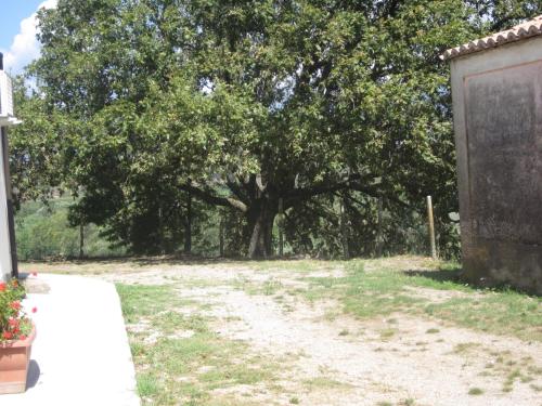 a large tree in the middle of a yard at B&B Vaiana in Maida