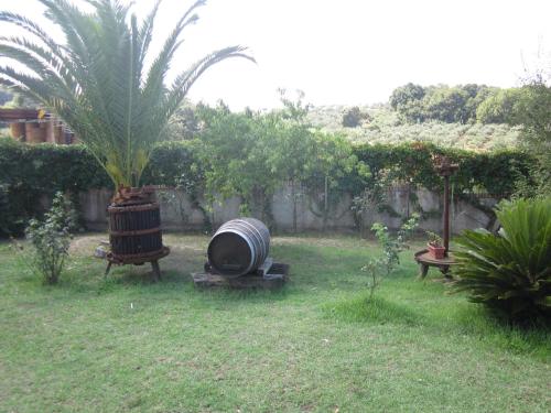 a garden with a palm tree in the grass at B&B Vaiana in Maida