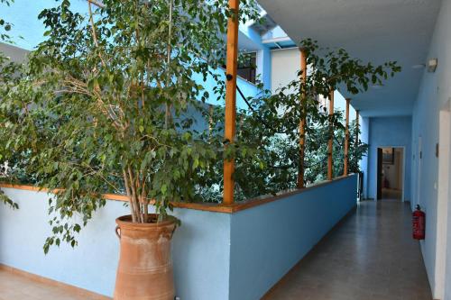 a hallway with potted trees on the side of a building at Valais Hotel in Alikanas