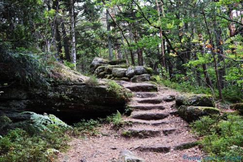 a set of stone steps on a forest trail at Gite Habsiger in Ottrott