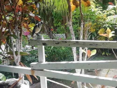 a bird sitting on top of a white bench at Donde Familia Manito in Paquera