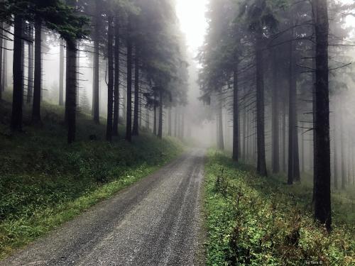 a dirt road in a misty forest with trees at Chalet & Apart Fichtelberger Blick in Kurort Oberwiesenthal