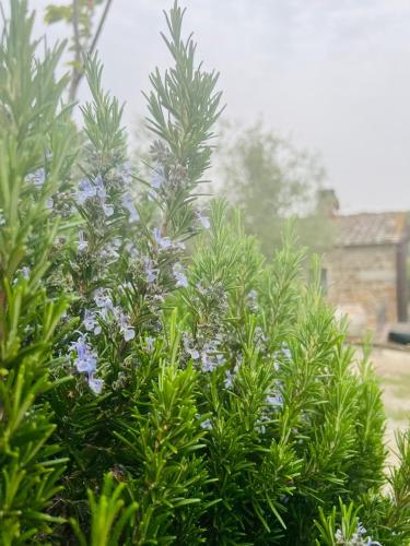 a bush with blue flowers in front of a house at LOCANDA PODERE LE VIGNE in Radda in Chianti