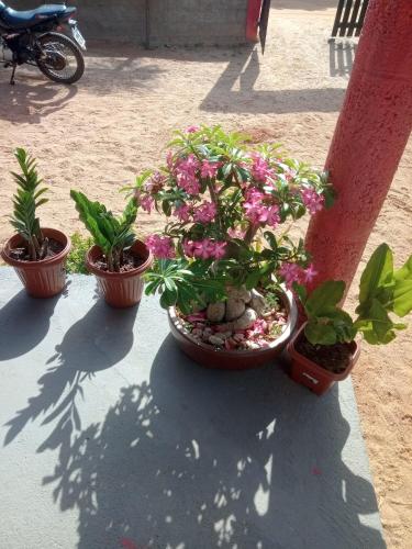 three potted plants sitting next to a pole at Point lanabarra in Amontada