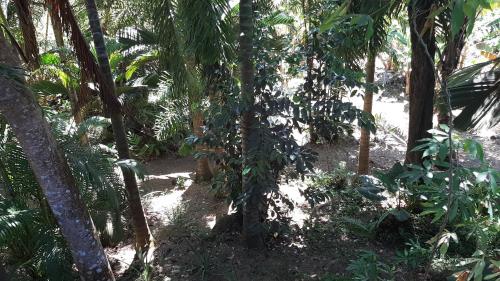 Κήπος έξω από το A Peace In Paradise