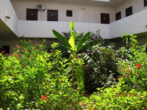 a plant in a garden in front of a building at Hotel Narkissos in Archangelos