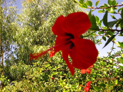 a red flower in front of a tree at Hotel Narkissos in Archangelos